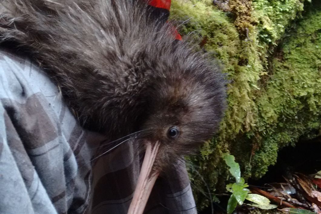 Artenschutz in Neuseeland: Ein Mitarbeiter unseres Volunteerprojekts an der Kauri Coast untersucht einen Kiwi