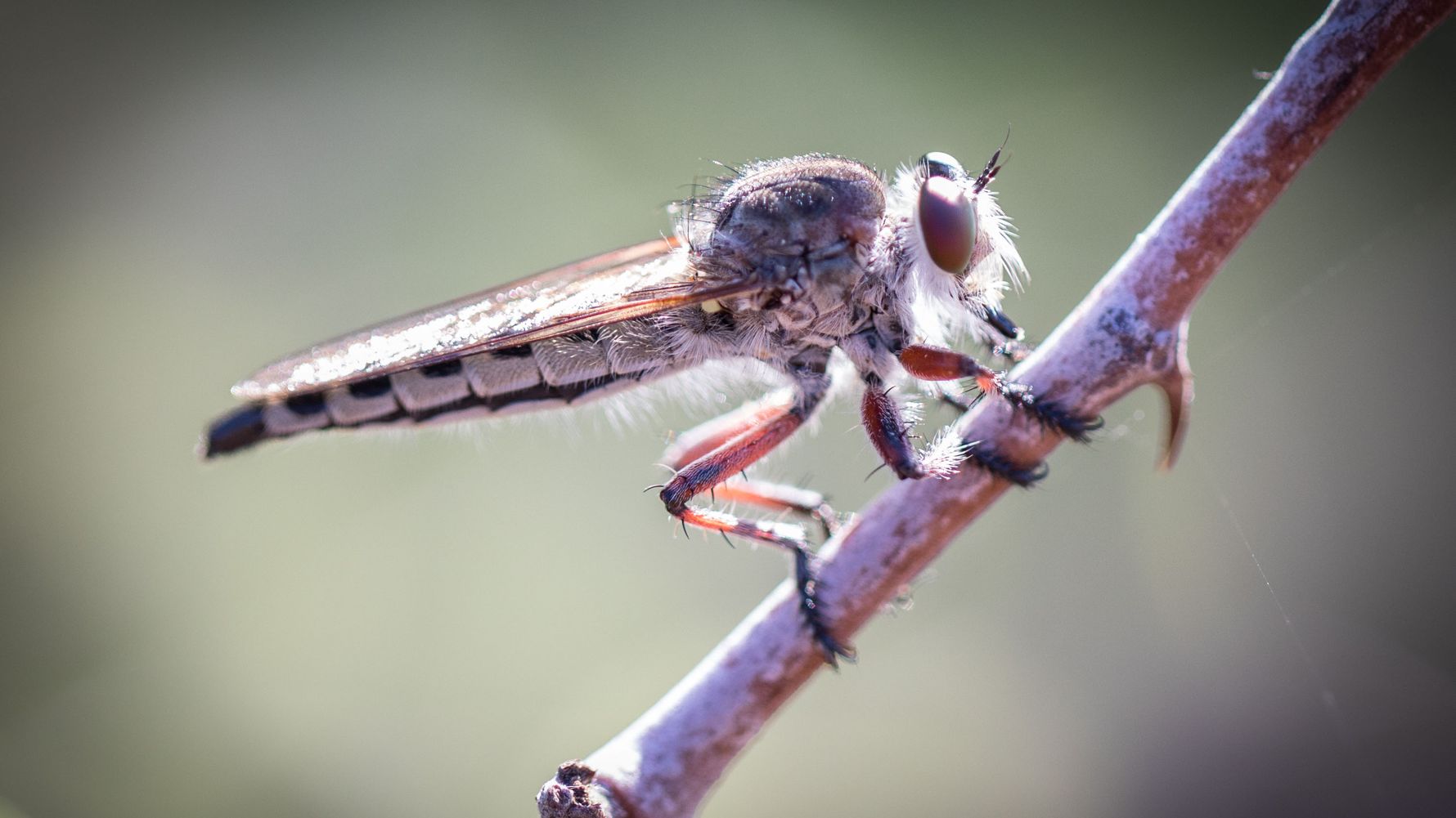 suedafrika-erfahrungsbericht-kundenfotos-rangerausbildung-insekt-natucate
