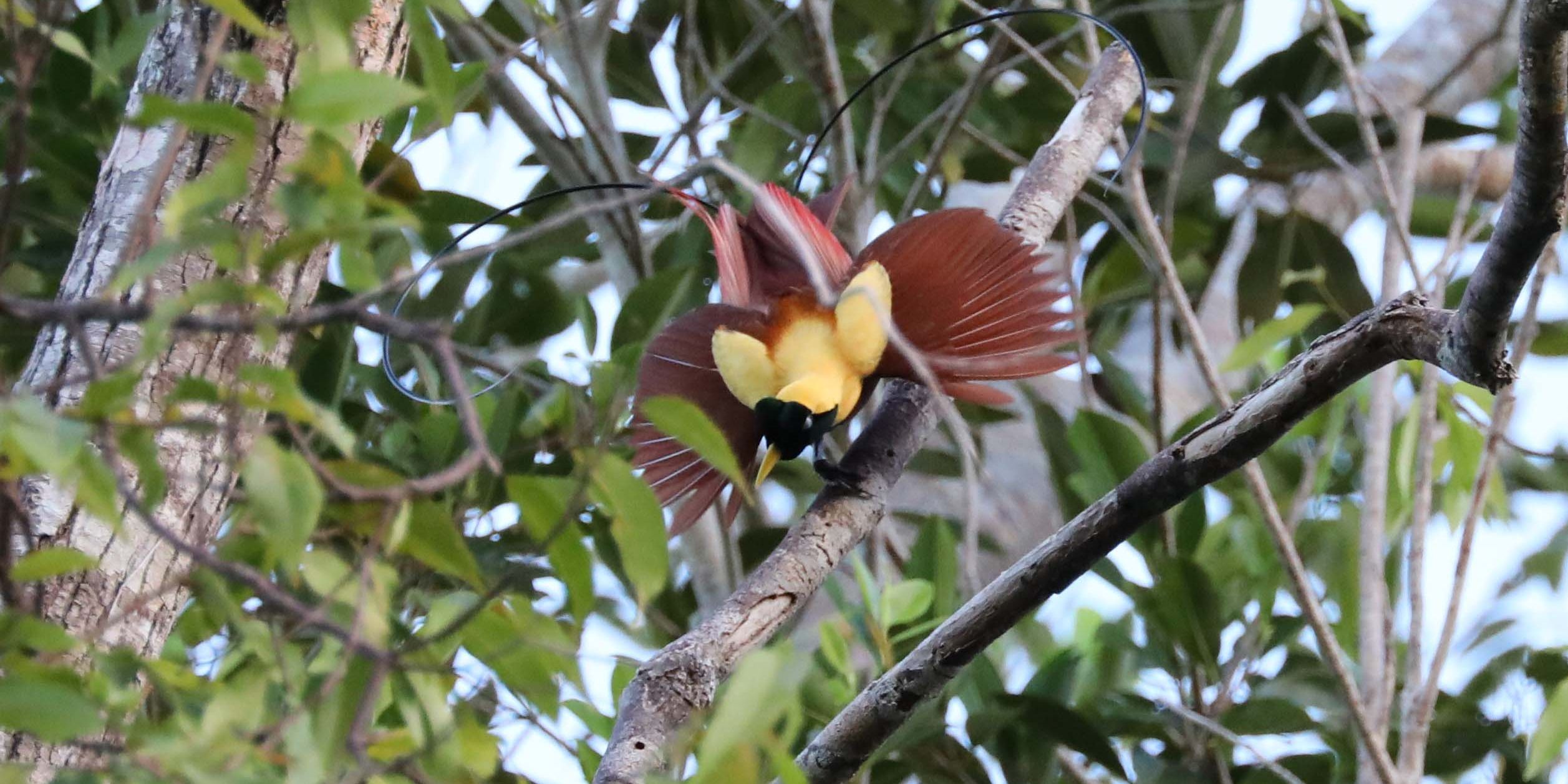 Ein Paradiesvogel mit ausgeweiteten Flügeln in einem Baum in Indonesien.