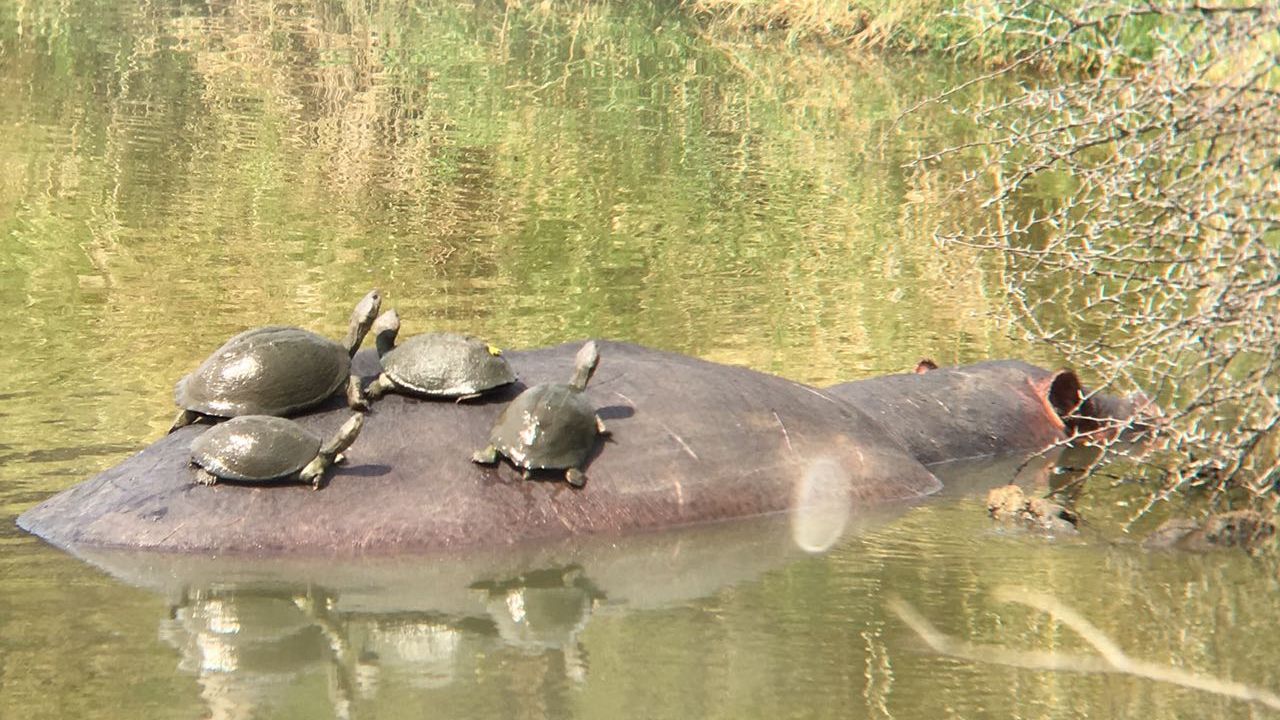flusspferde-naturwissen-blog