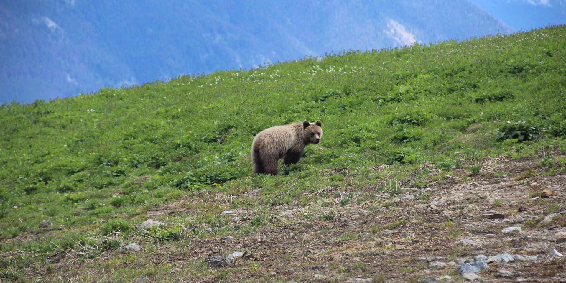 Ein Grizzlybär auf offener Wiese vor Waldrand