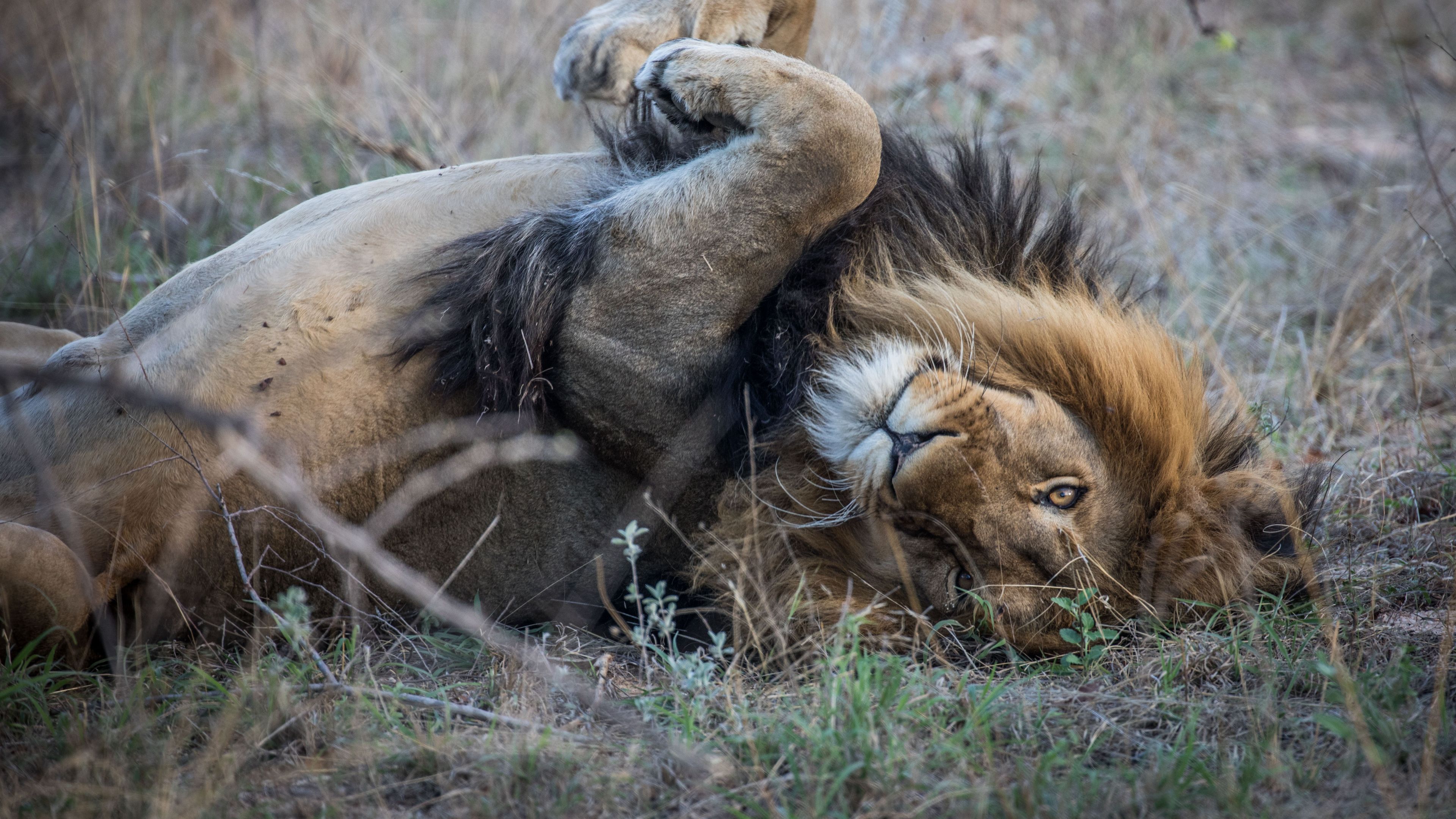 Ein Loewe liegt auf dem Ruecken und waelzt sich spielerisch ueber den Boden waehrend eines Safari Trips