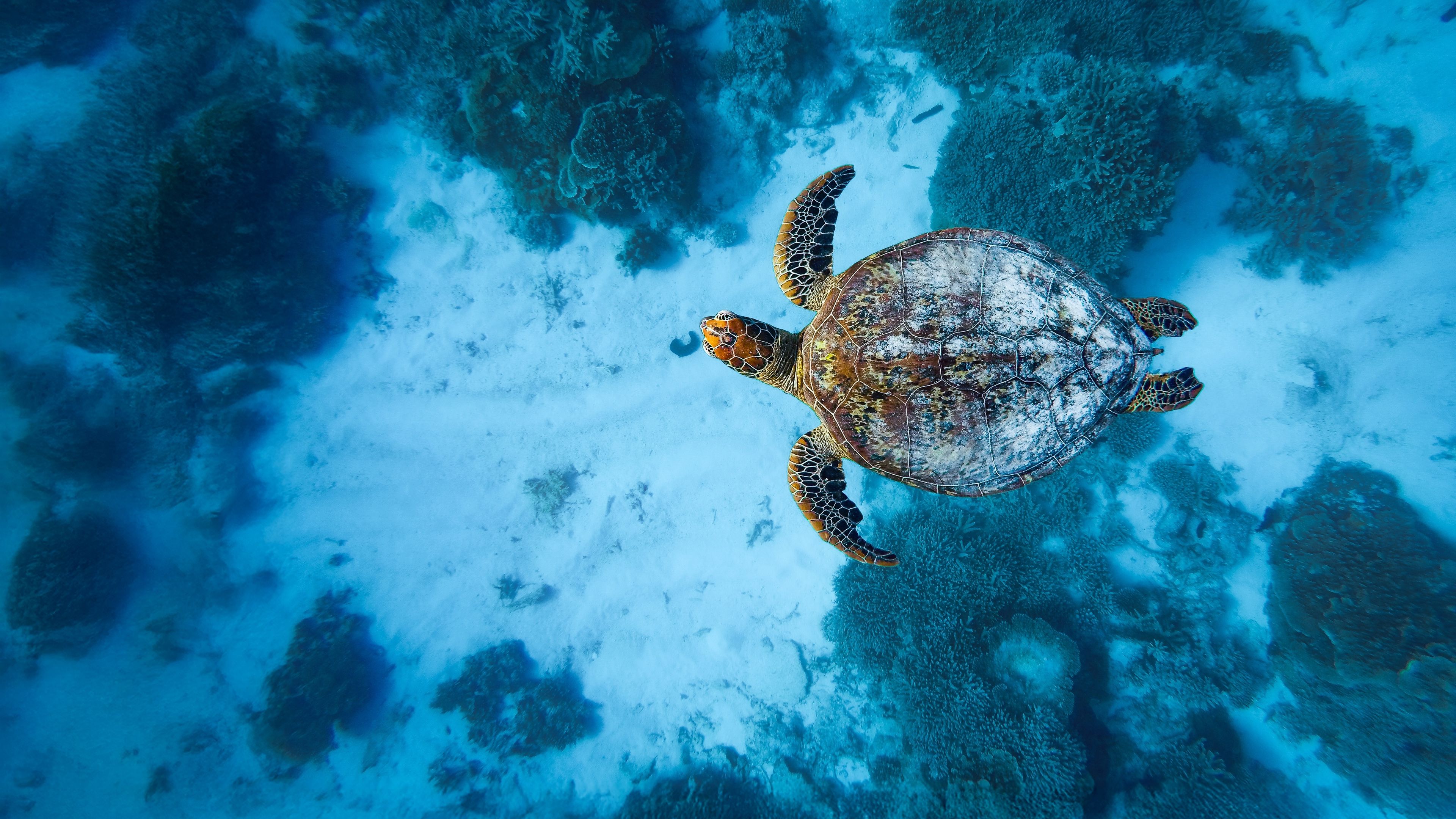 Sea turtle flows underwater