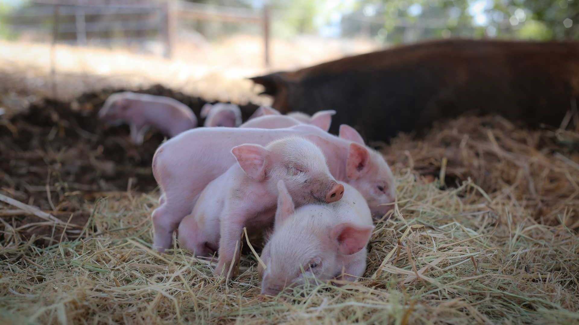Mehrere Ferkel liegen zusammengerueckt im Stroh auf einer Vegan Farm in Nordkalifornien