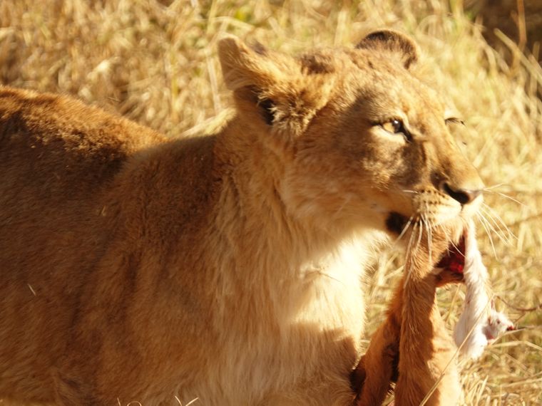 blog-ratgeber-reiseorte-mabalingwe-naturreservat-loewe-natucate