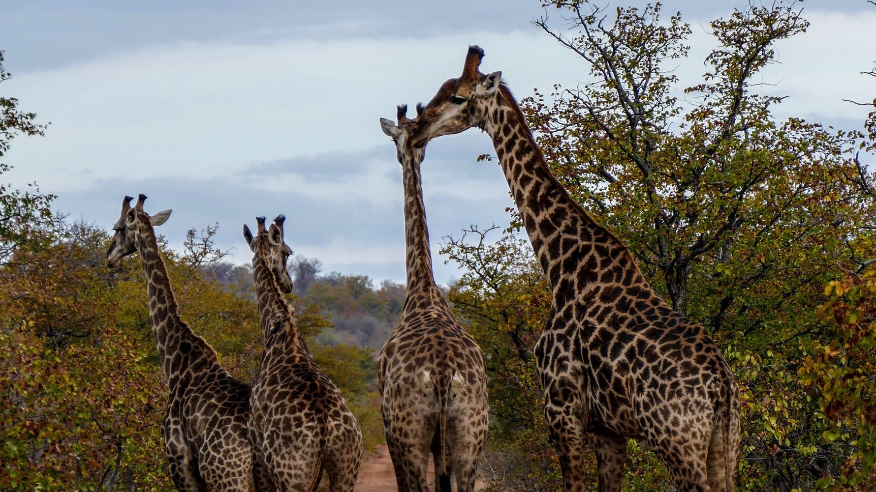 erfahrungsbericht-suedafrika-rangerausbildung-kundenfotos-giraffen-natucate