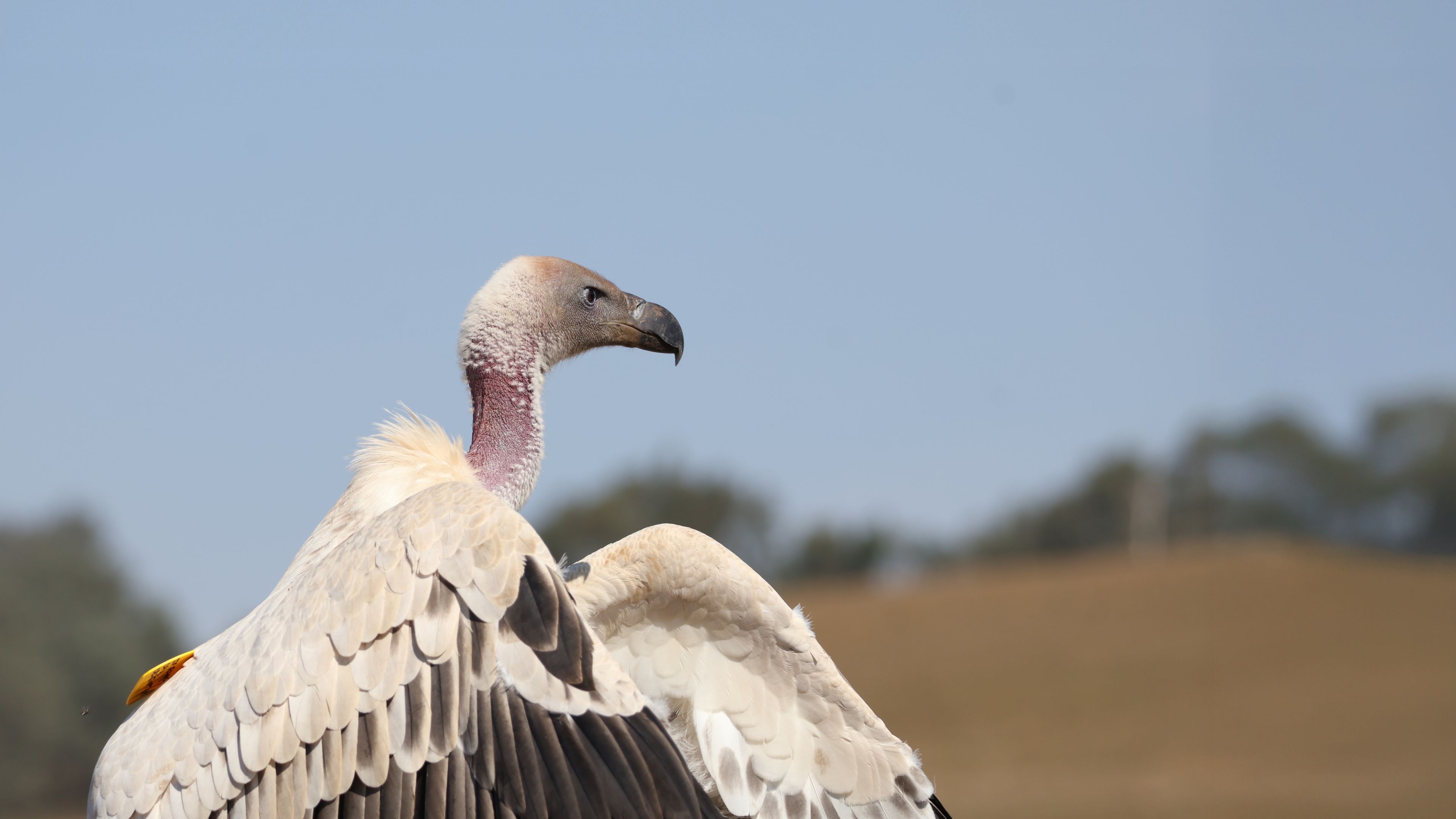 natucate-volunteering-south-africa-drakensberg-vulture-white-hero