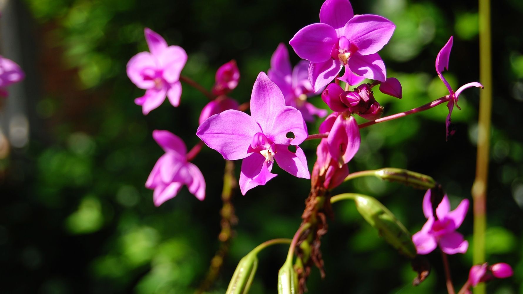 A radiant pink orchid with several flowers stands in front of a bush