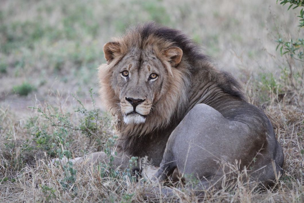 Ein Loewe liegt entspannt im Schatten des afrikanischen Buschs