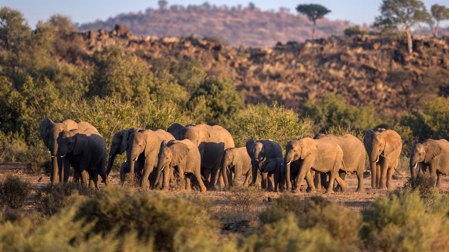 blog-wissen-elefanten-7-fun-facts-elefantenherde-natucate