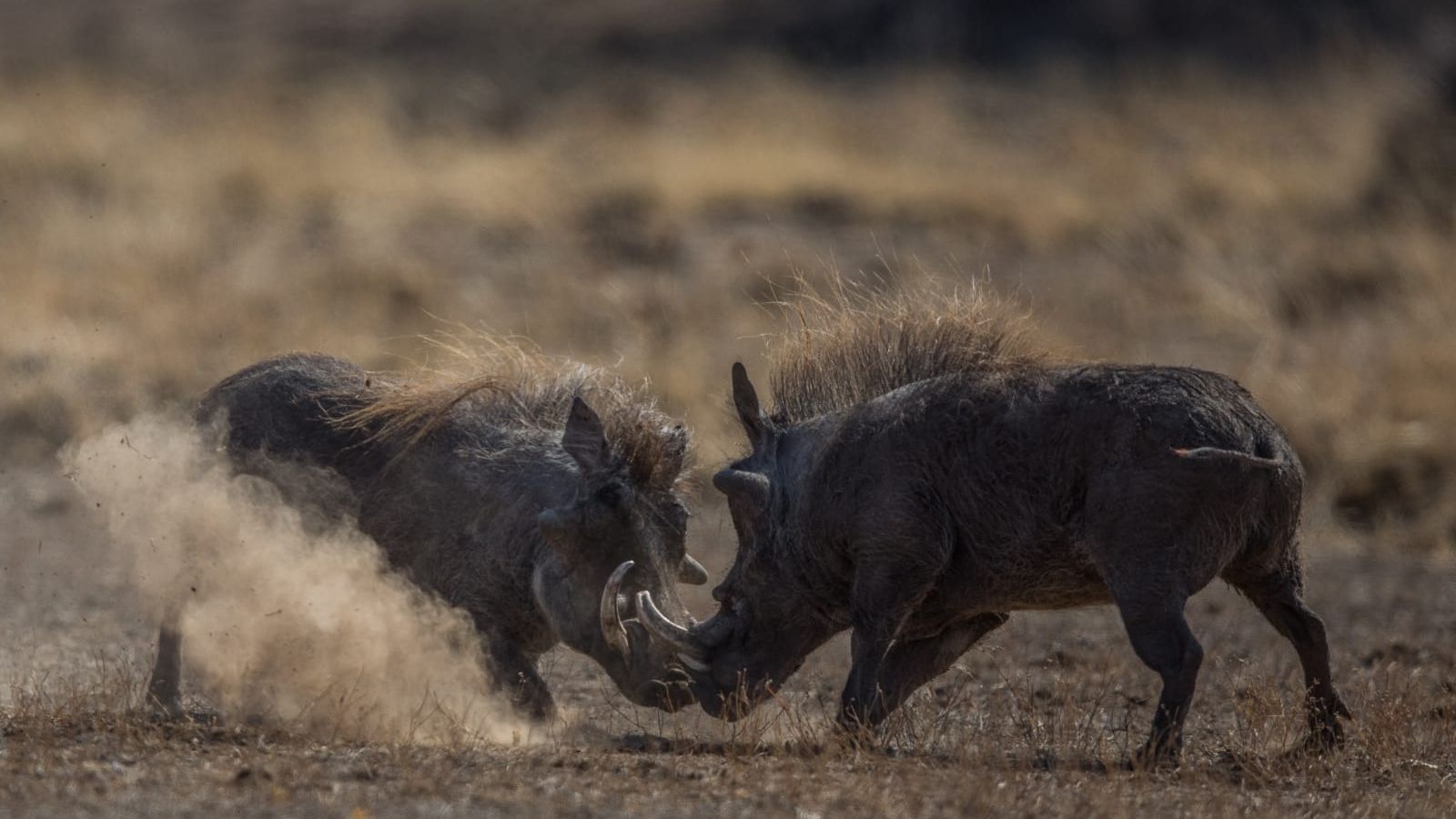 Warzenschwein in Afrika: Diese kannst auch Du waehrend Deiner Rangerausbildung in Afrika beobachten