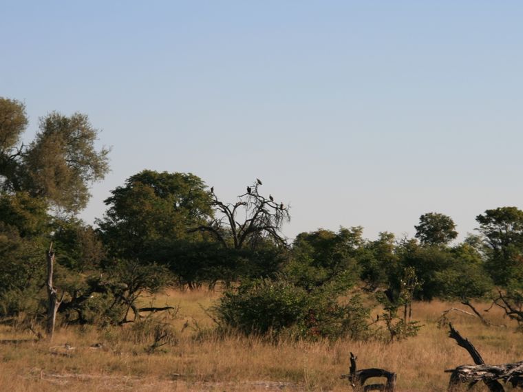 erfahrungsberichte-rangerkurse-botswana-field-guide-grundausbildung-birgit-savanne-natucate