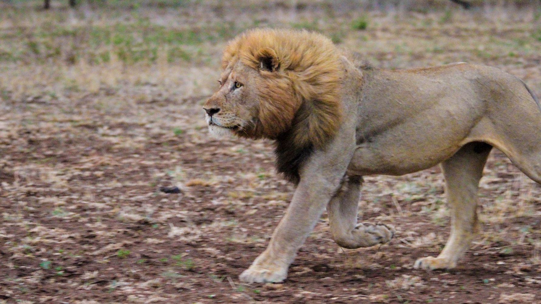 erlebnisreise-suedliches-afrika-erfahrungsbericht-ecoquest-kundenfotos-loewe-natucate