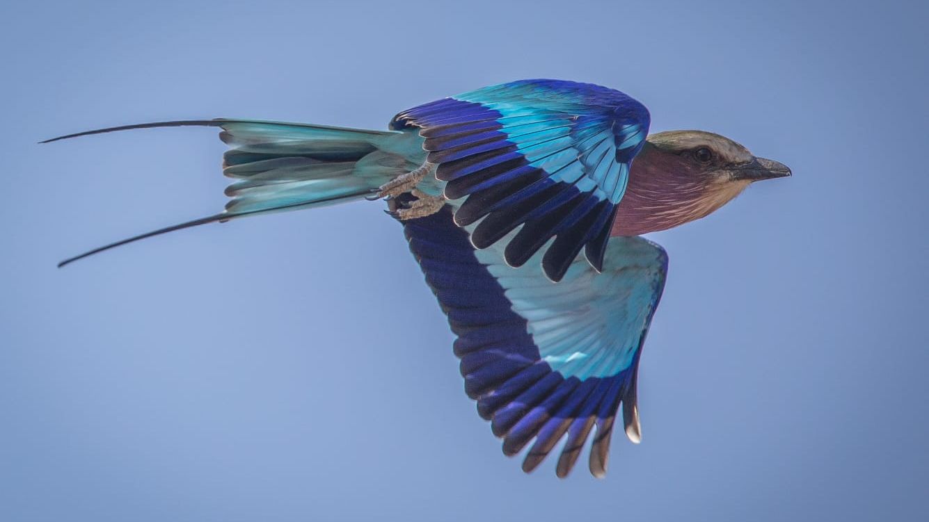 European Roller