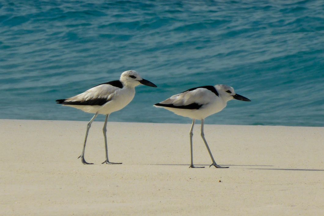 Volunteering in Africa: Two plovers are walking on North Island's beach