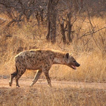 erfahrungsberichte-rangerkurse-field-guide-level-1-linda-heyaene