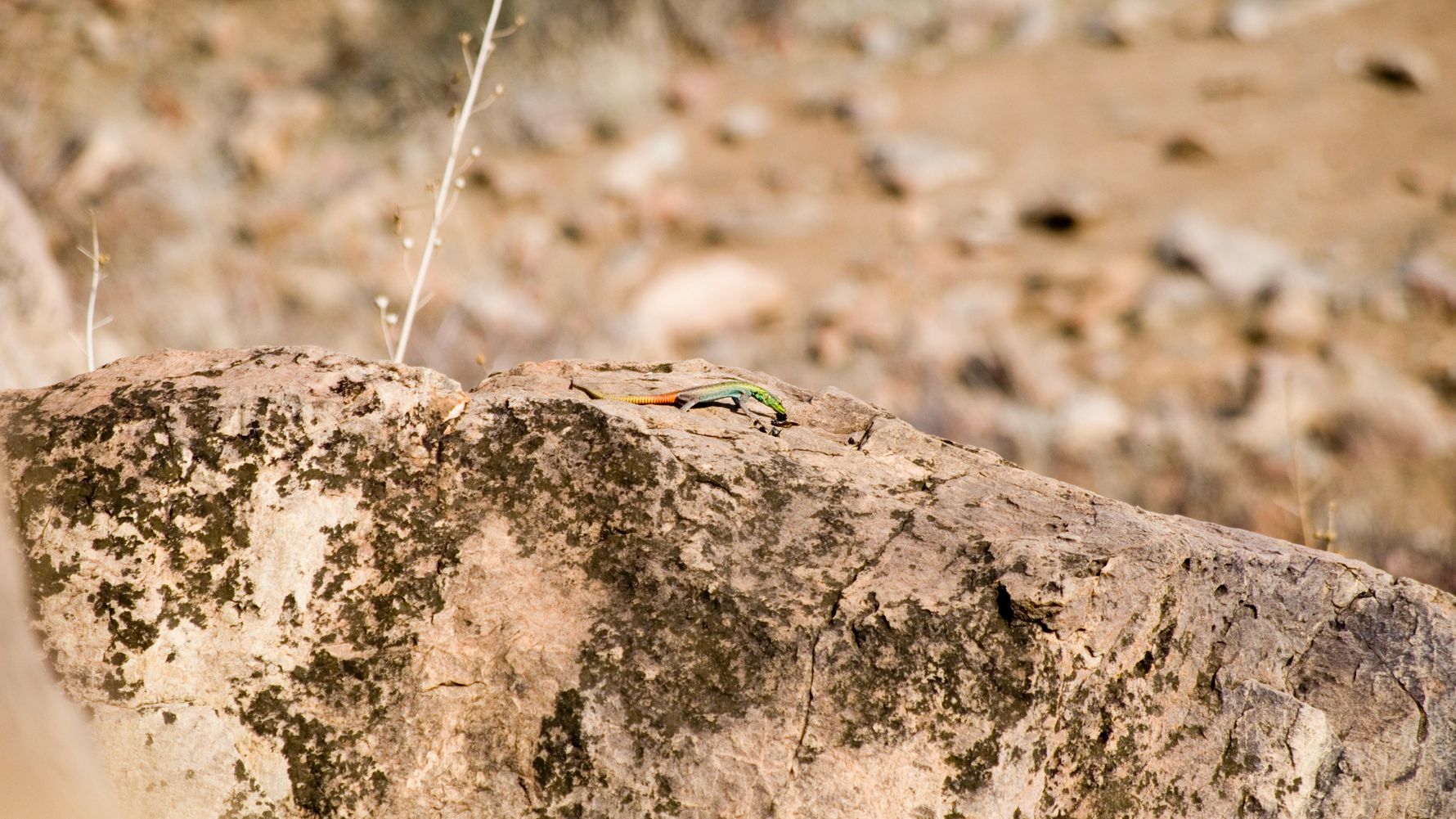 erfahrungsberichte-suedliches-afrika-pfg-rangerausbildung-kundenfotos-echse-natucate