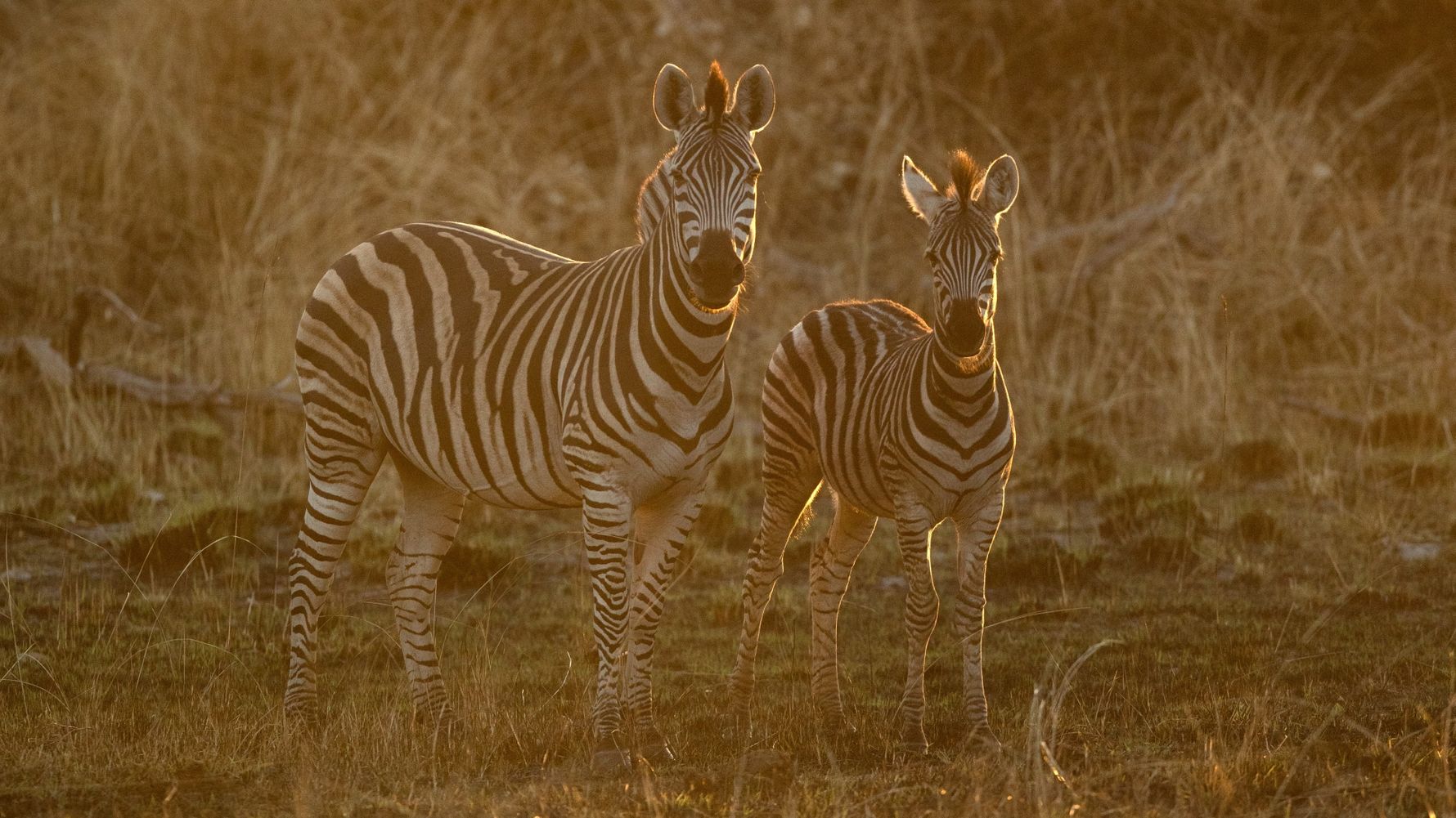 blog-wissen-hwange-national-park-zebra