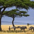 tansania-laenderinformationen-serengeti-zebras-natucate