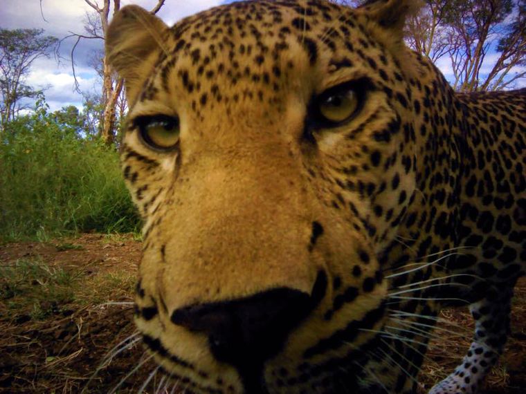 Eine Kamerafalle loest aus als eine Leopard diese gerade intensiv begutachtet