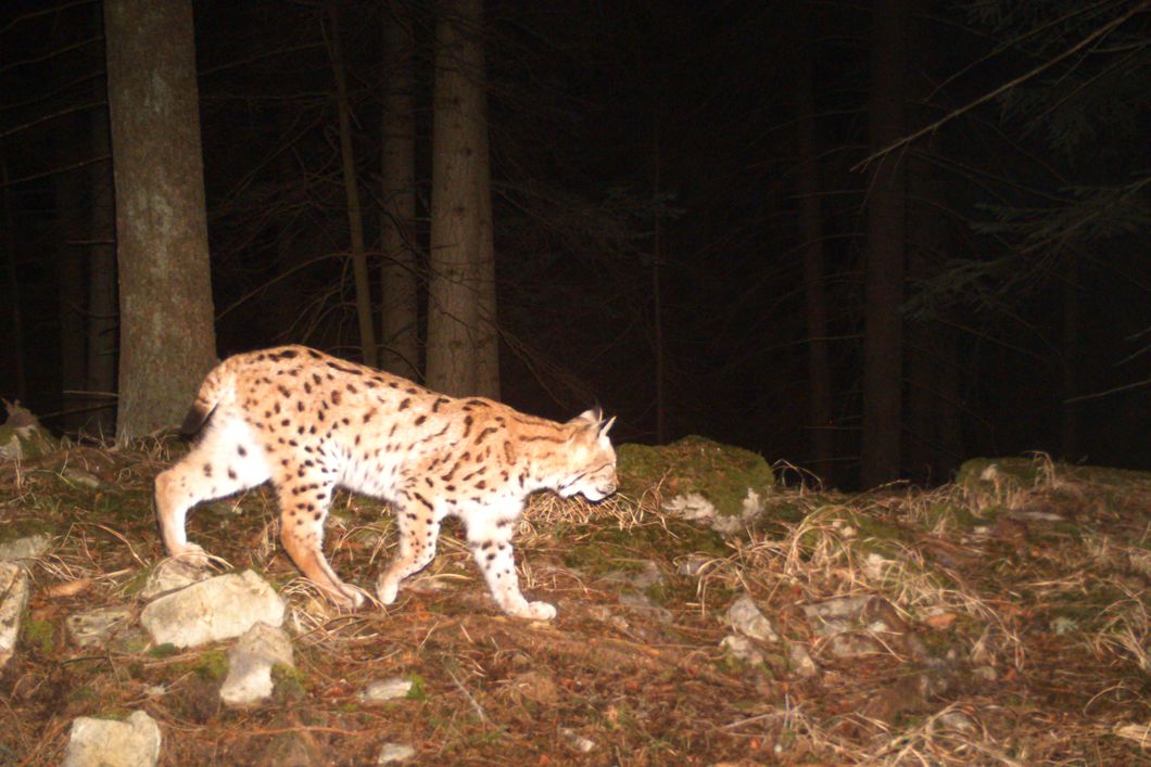 Luchs durchstreift nachts einen Wald in der Region Liptau, Slowakei