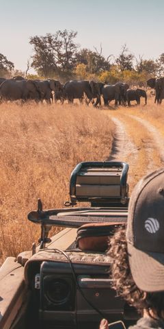 A man wearing a Natucate cap watches a herd of elephants from his car