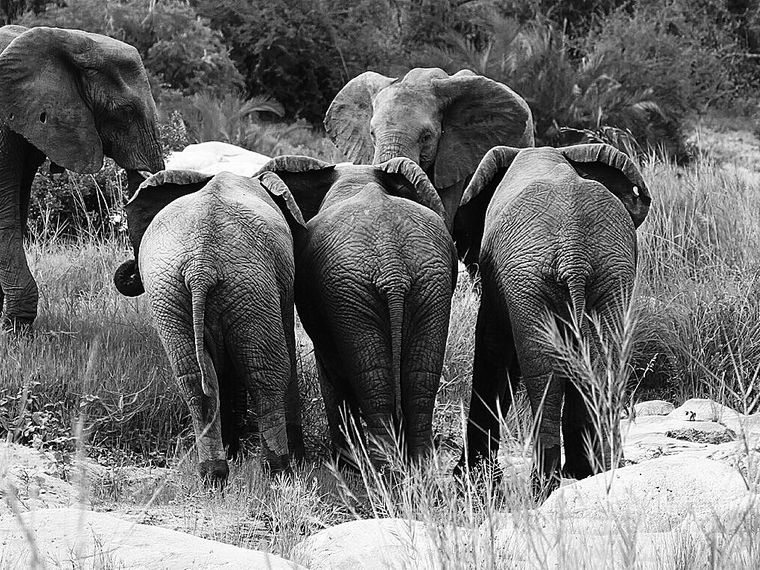erfahrungsberichte-suedliches-afrika-pfg-rangerausbildung-kundenfotos-elefantenherde-schwarzweiss-natucate