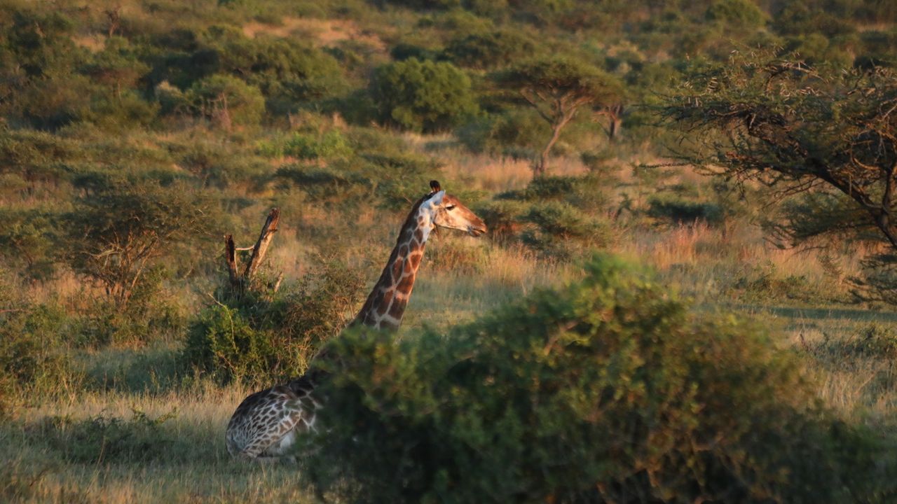 Eine Giraffe liegt in Zululand in der Sonne hinter einem Busch und ruht sich aus