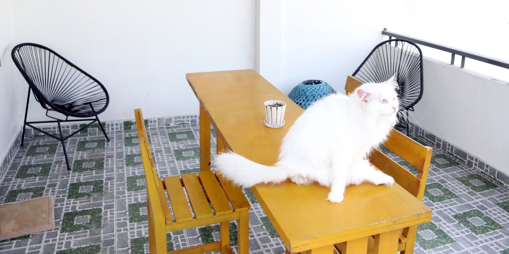 freiwilligenarbeit-vietnam-da-nang-tierschutz-katze-balkon-natucate