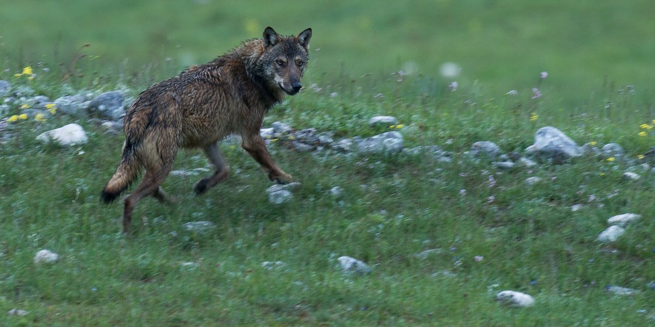 naturreise-italien-apennin-wolf-natucate