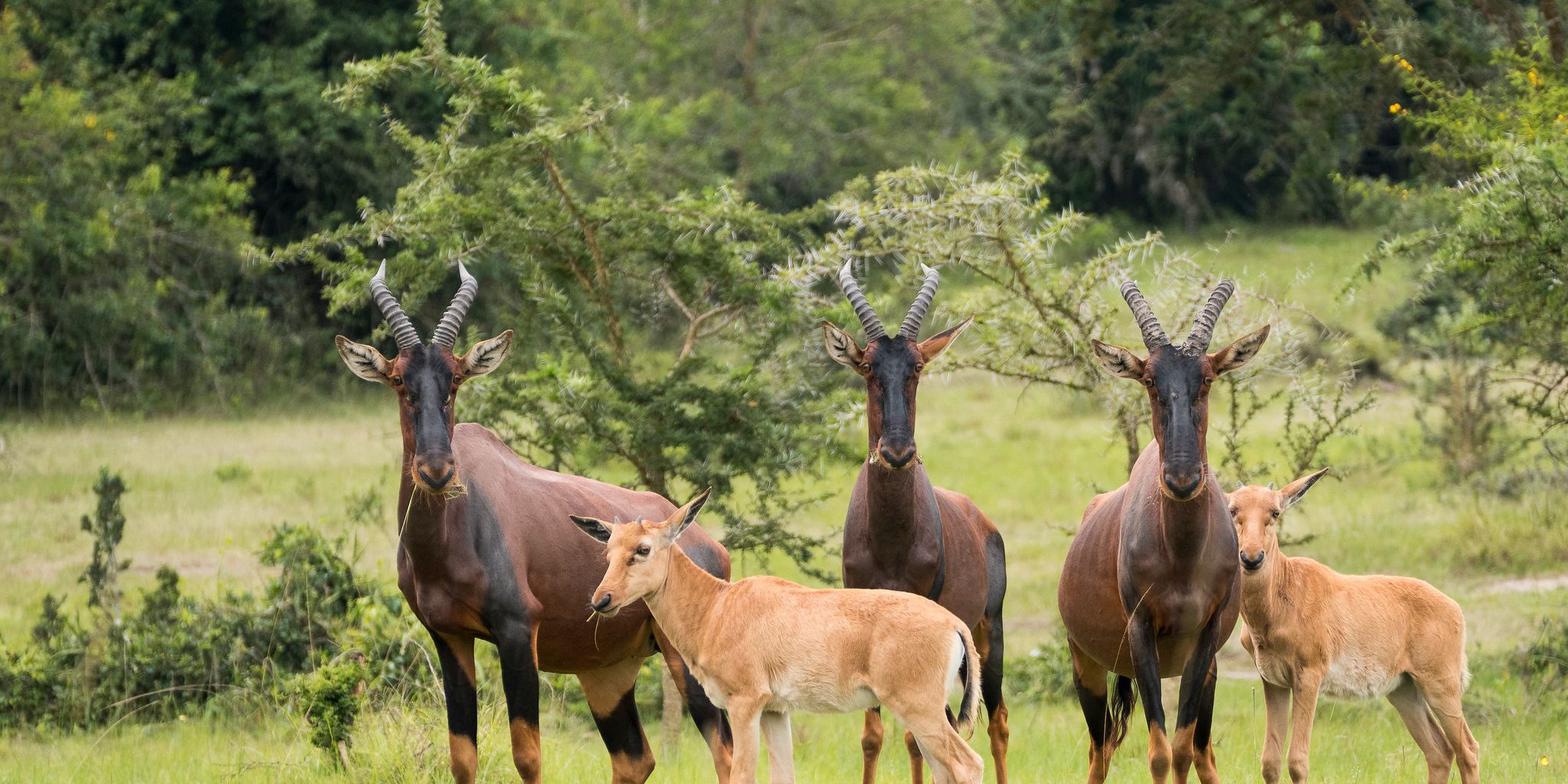 Antelopes in the grassland