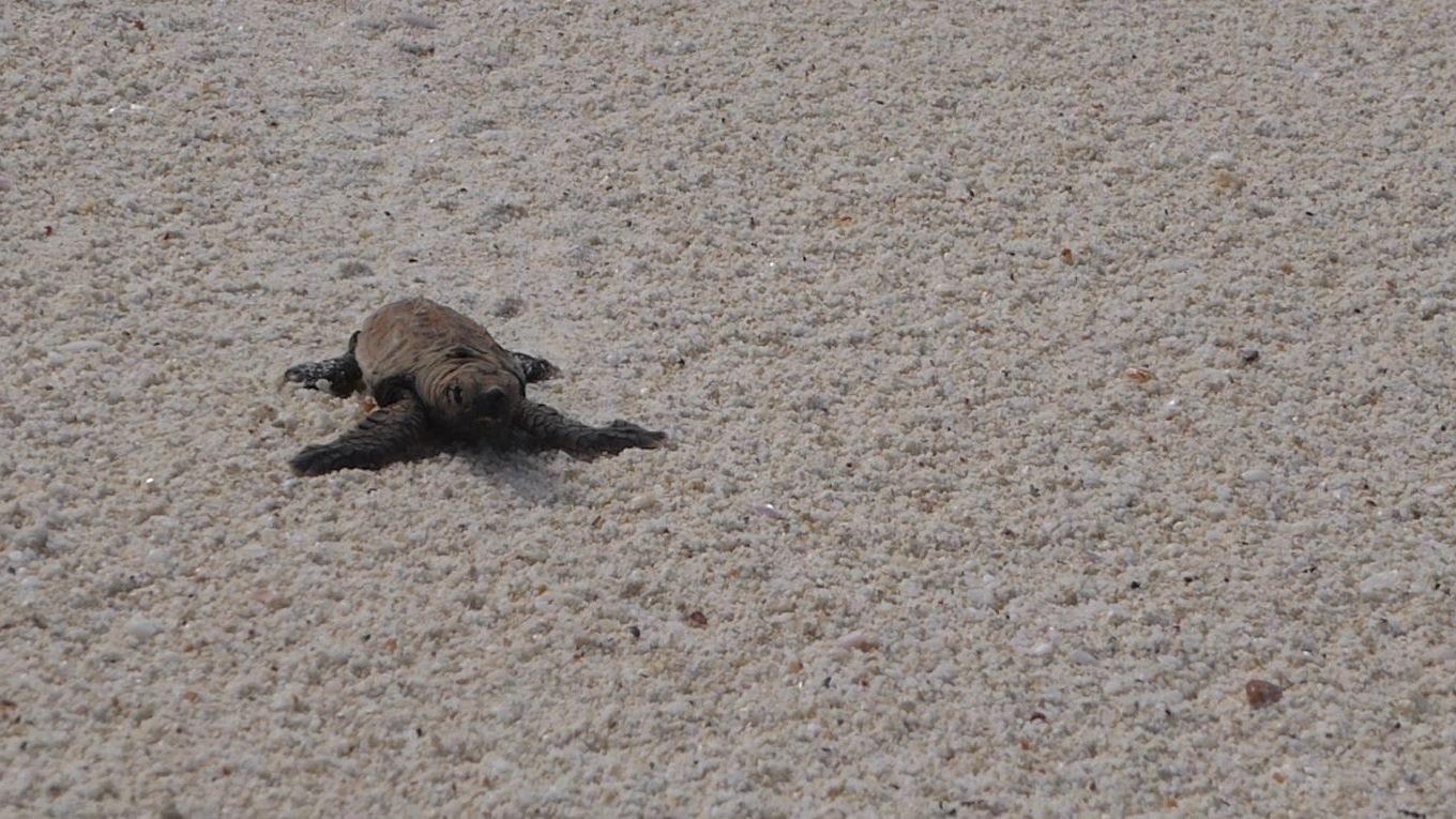 artenschutz-schildkroete-wilderei-lateinamerika-blog-natucate