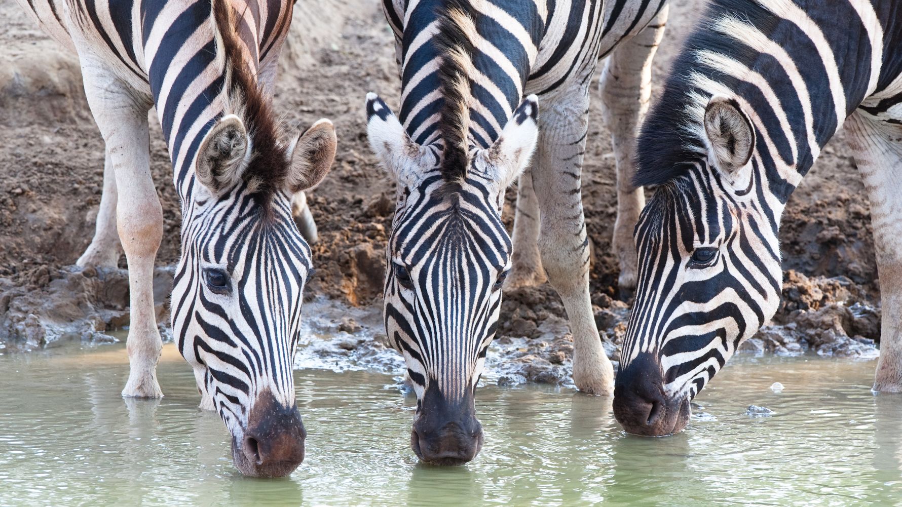 Zebras trinken an einem Wasserloch in Suedafrika