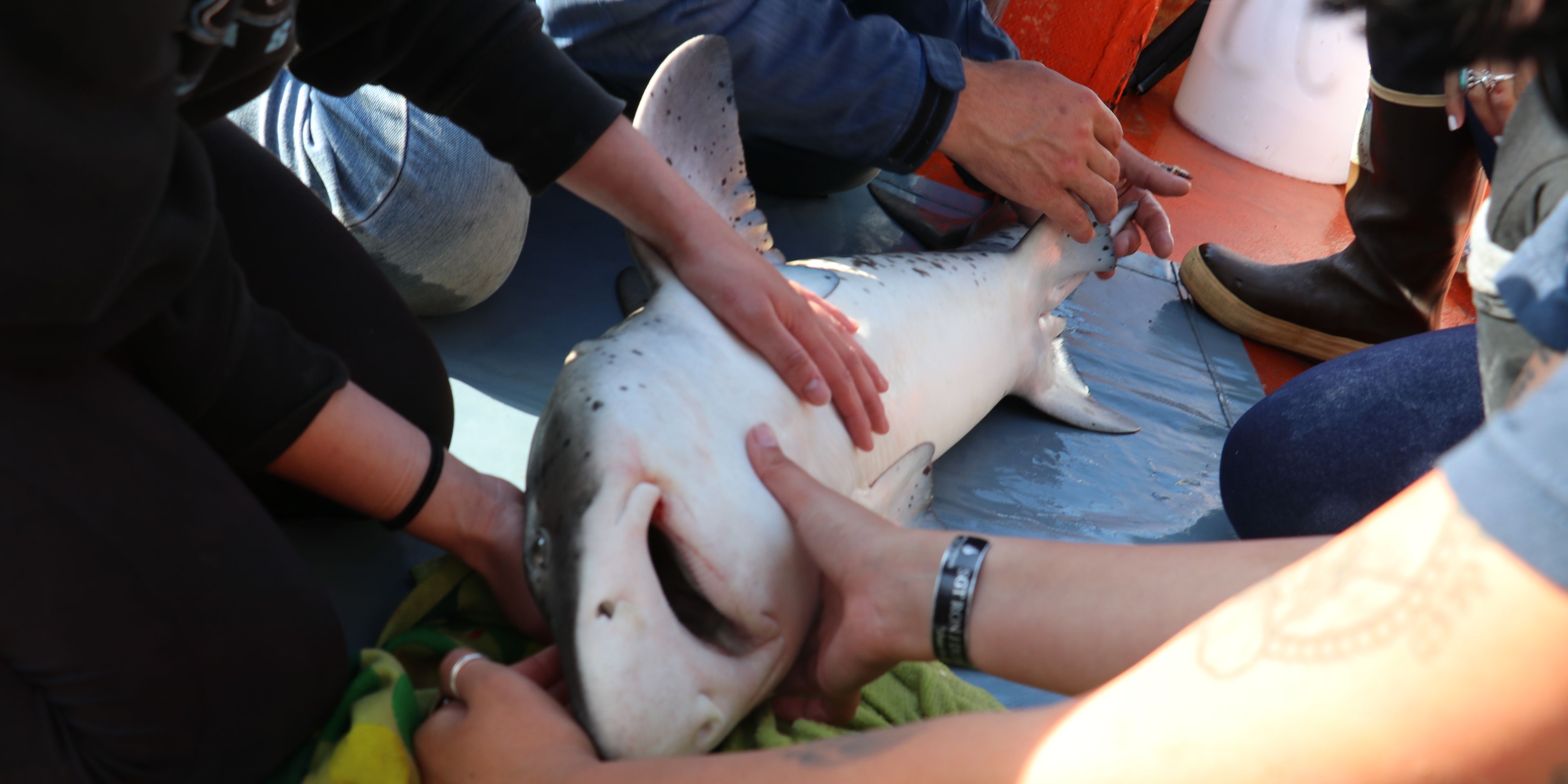 Eine Vielzahl Praktikanten versorgt einen Hai und erfasst Daten