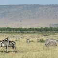 Eine Zebraherde in der kenianischen Masai Mara