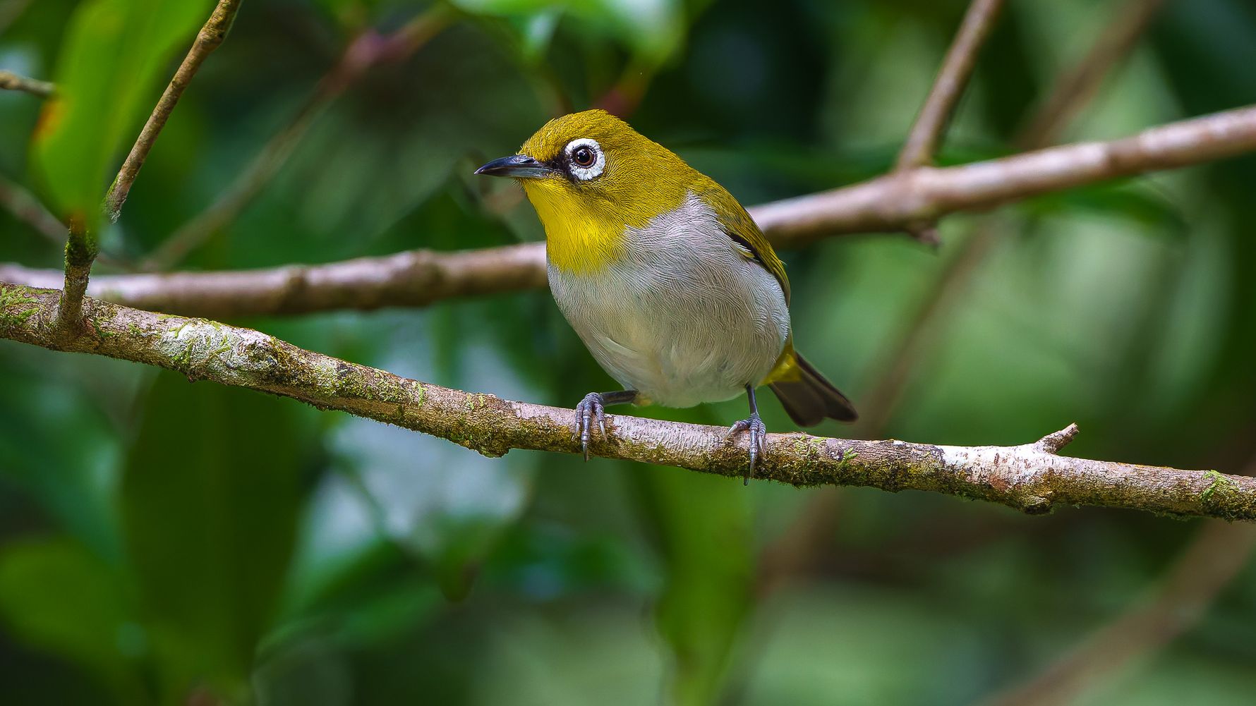 Gelb wei&szlig;er Vogel in Masoala