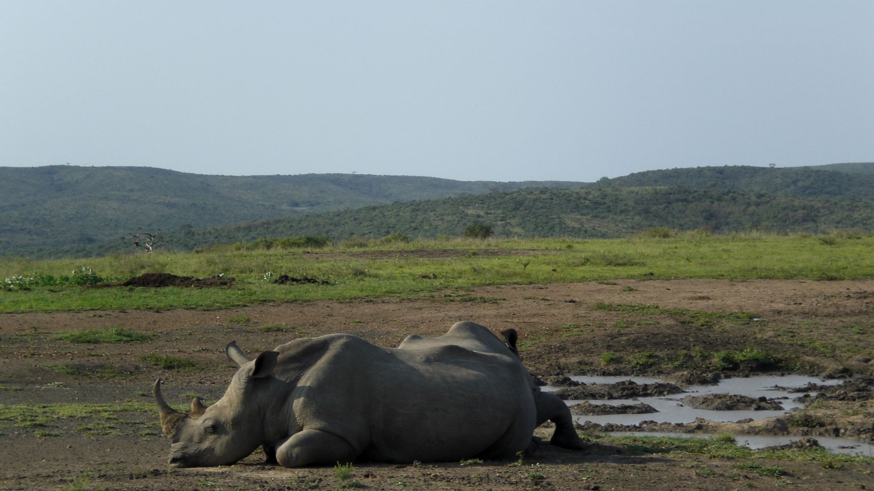 erfahrungsberichte-freiwilligenarbeit-suedafrika-zululand-marianne-nashorn-natucate
