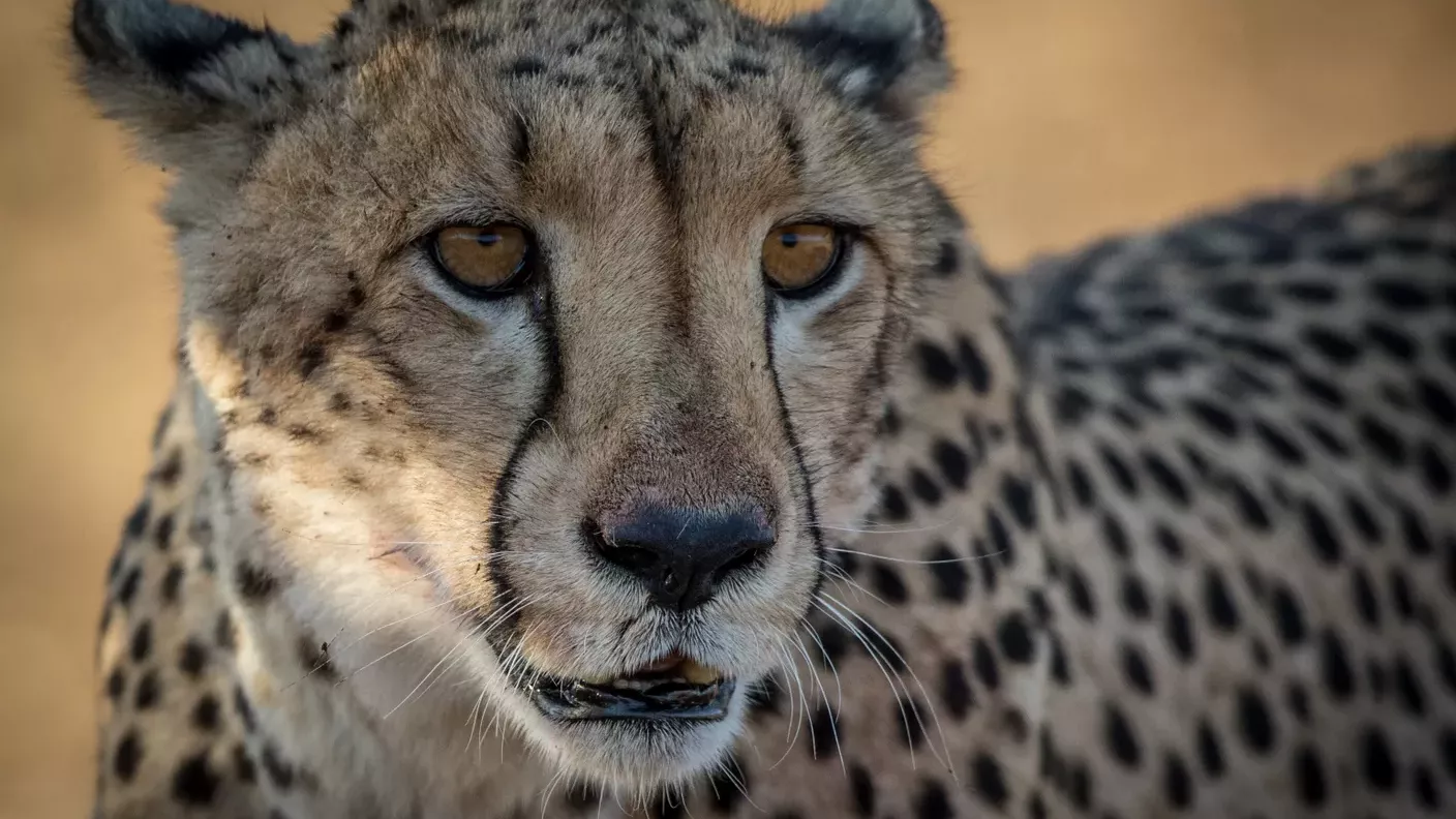 safari-botswana-okavango-delta-moremi-khwai-gepard-natucate