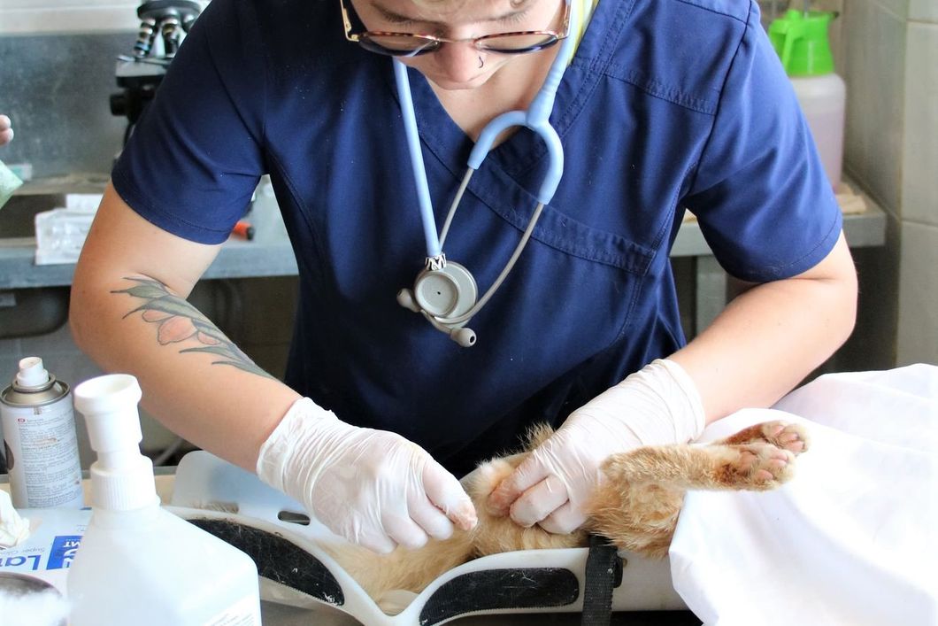 praktikum-griechenland-katzen-tiermedizin-praktikum