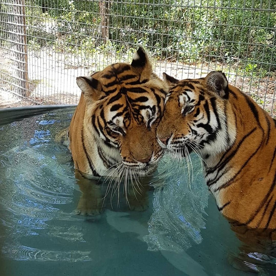 erfahrungsbericht-usa-florida-wildlife-vor-ort-tierschutz-tiger-natucate