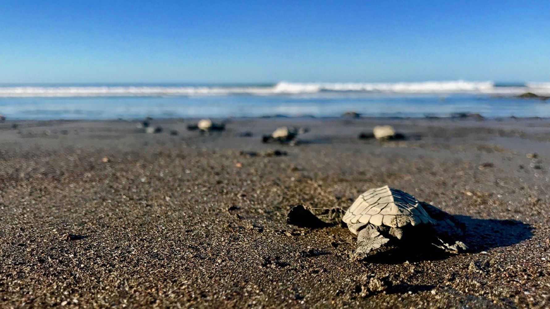 freiwilligenarbeit-griechenland-kefalonia-friederike-schildkrote-strand