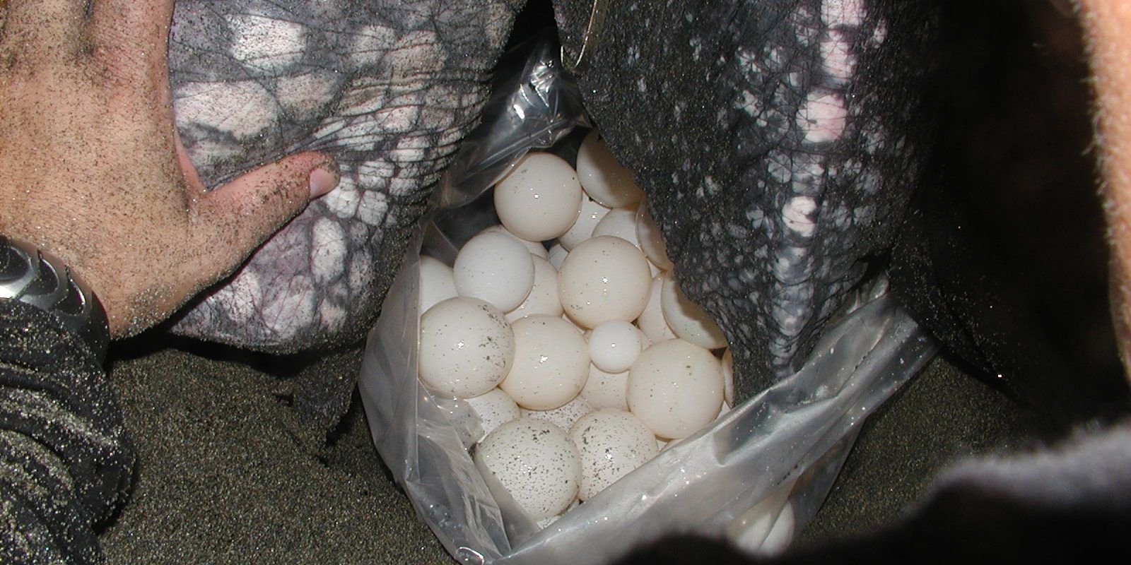 artenschutz-schildkroete-costa-rica-blog-natucate