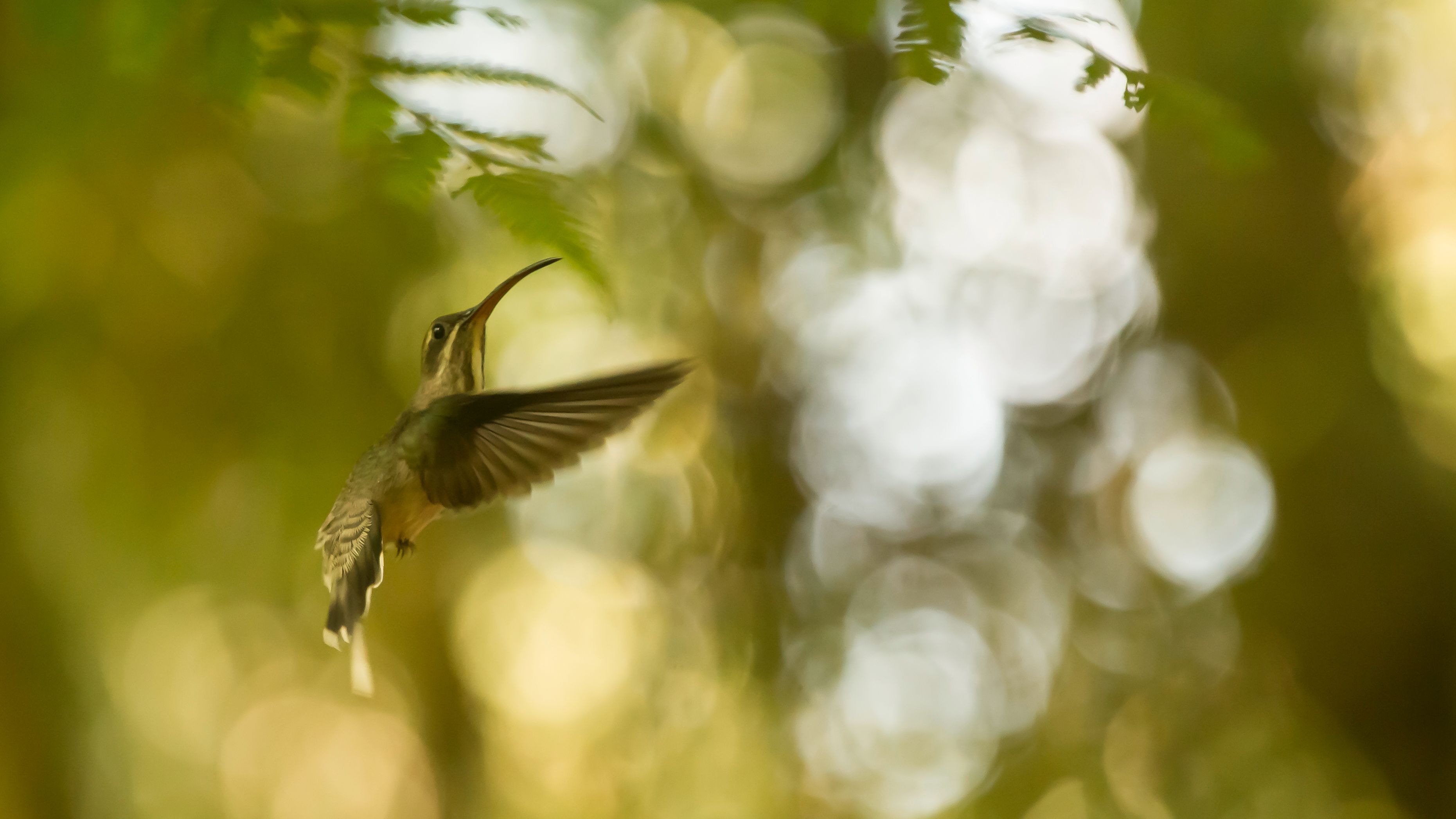 Ein Nektarvogel sucht in den Blueten der Pflanzen nach seiner Nahrung