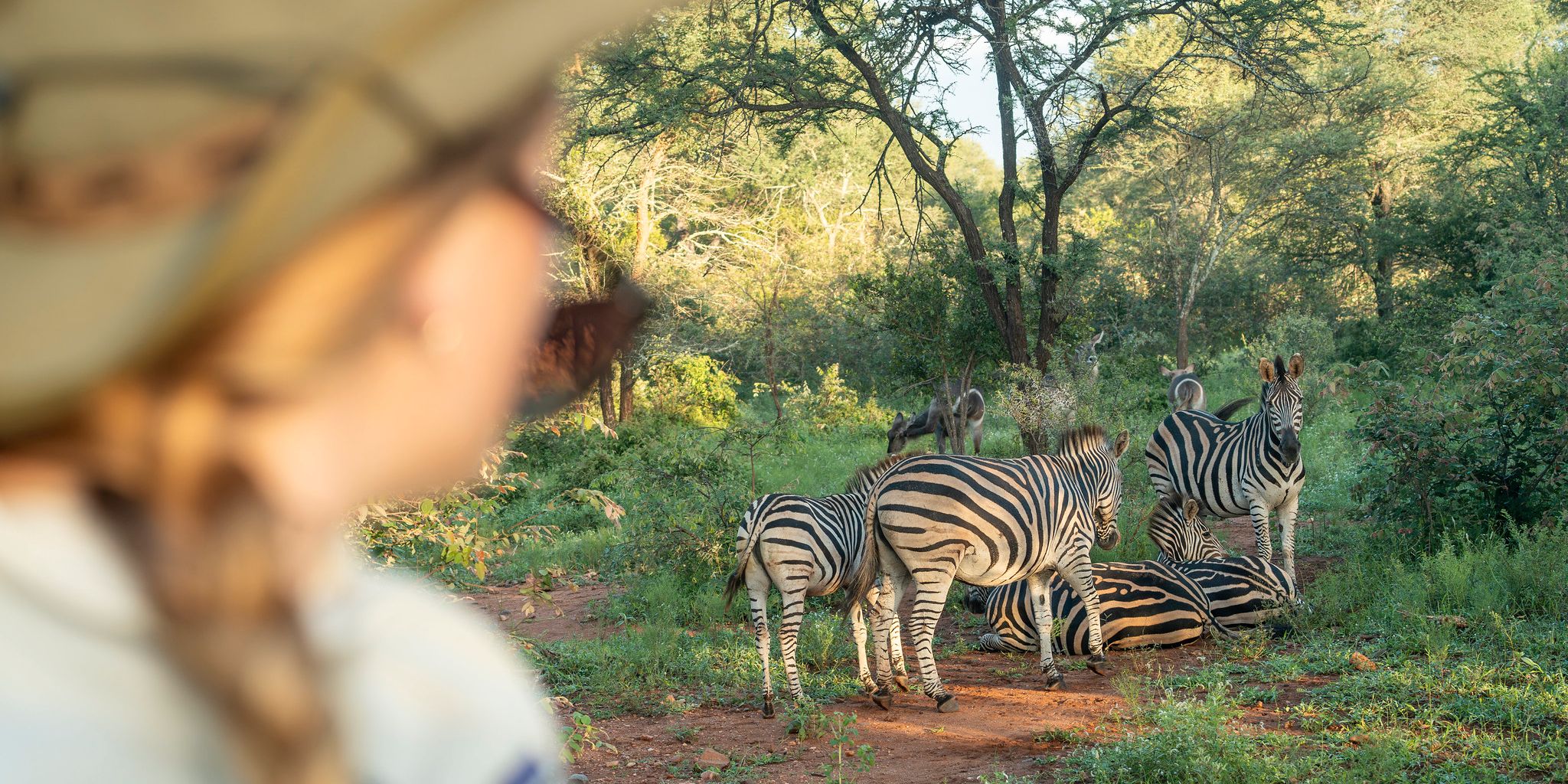 natucate-guide-courses-bw-zebras-car-view