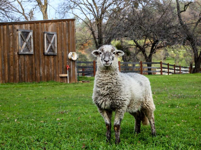 blog-wissen-merinowolle-vorsicht-beim-kauf-schaf-farm-natucate