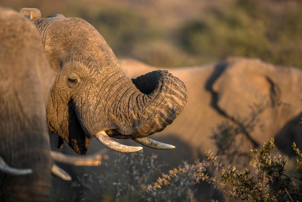 sabbatical-namibia-sambia-elefantenschutz-elefant-savanne-natucate