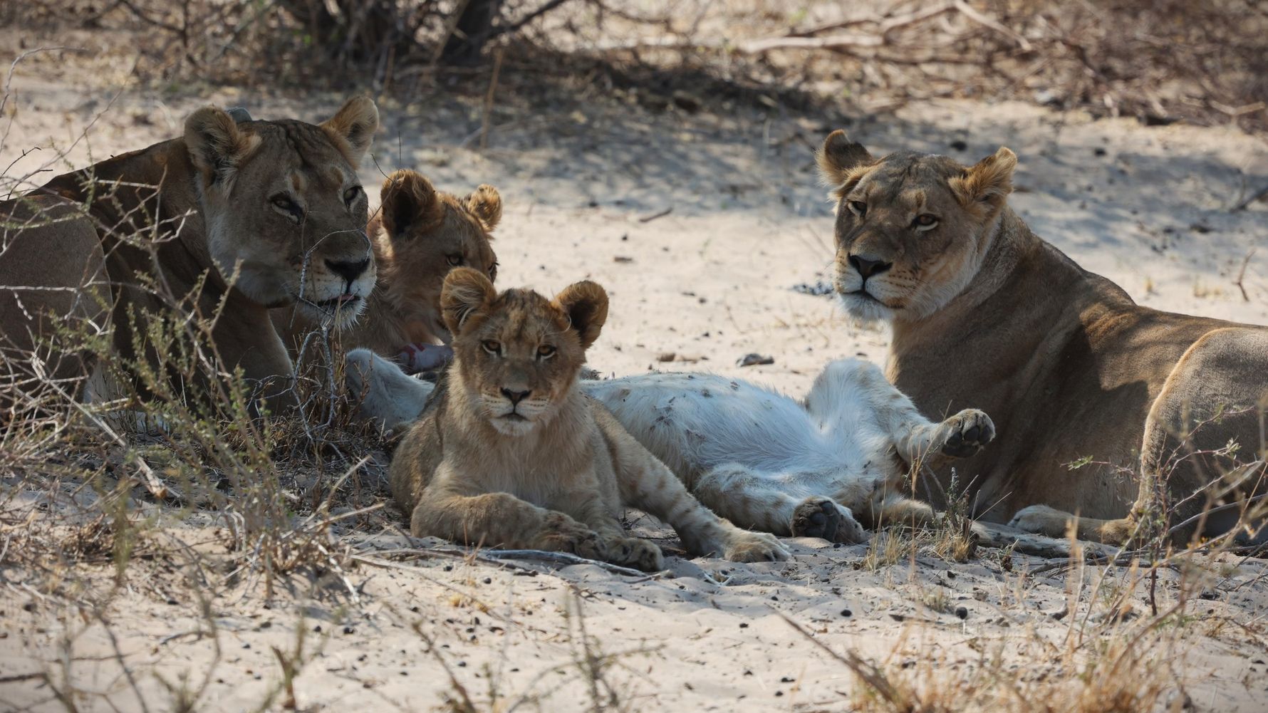 natucate-blog-review-james-kalahari-lion