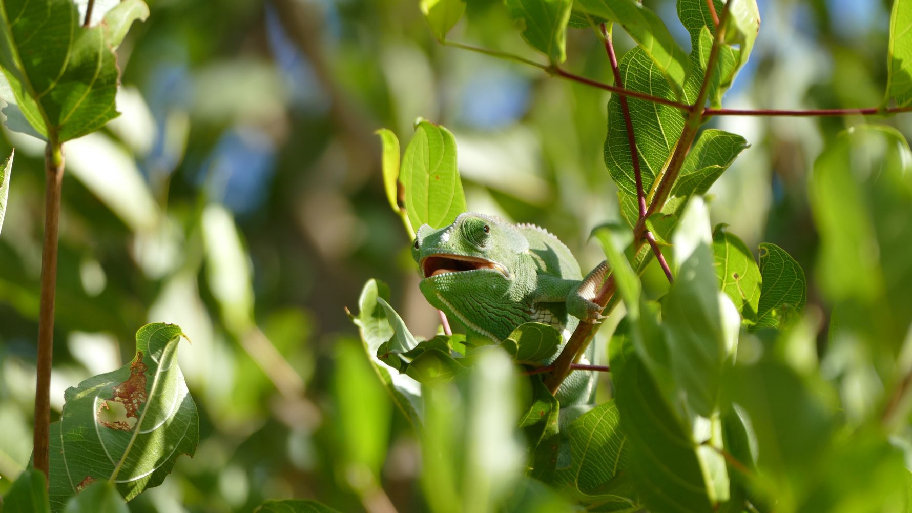 erfahrungsbericht-pfg-dominik-chameleon