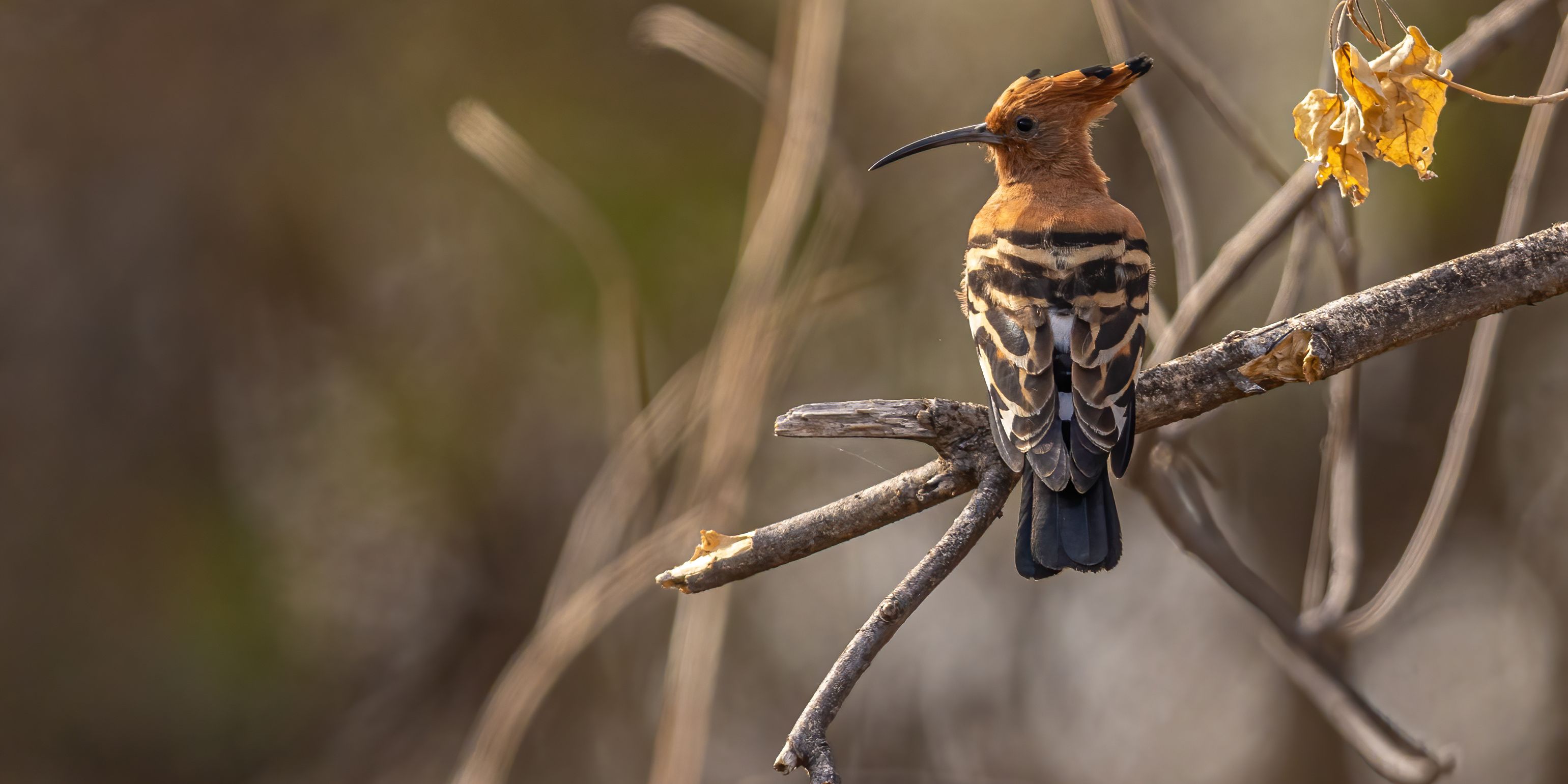 naturreisen-okavango-wilderness-experience-bird-2