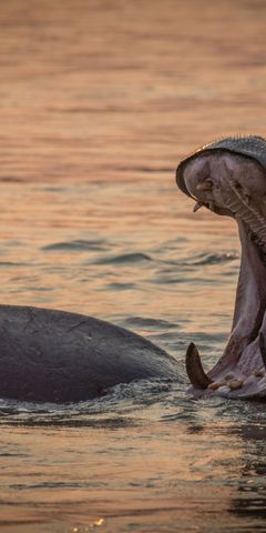 safari-botswana-okavango-delta-moremi-khwai-nilpferd-natucate